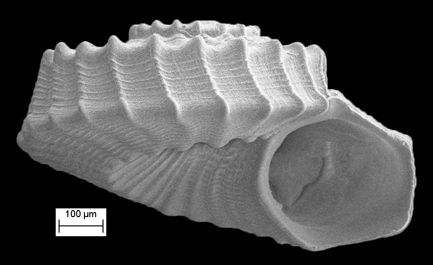 Cyclostremiscus euglyptus Aguayo and Borro, 1946