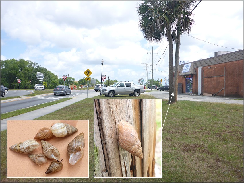 Bulimulus sporadicus In the 800 Block Of University Bioulevard North Near The Arlington Expressway