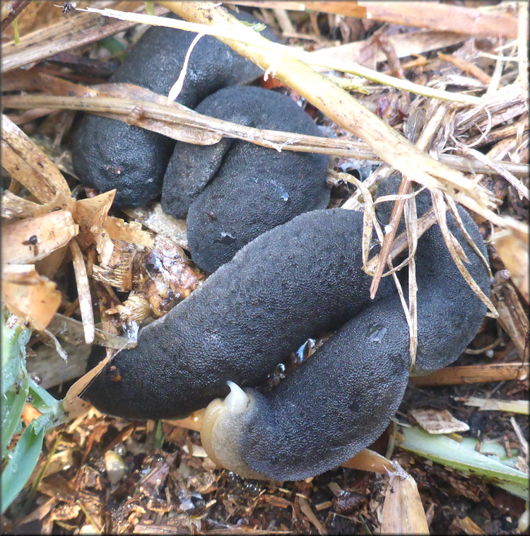 Belocaulus angustipes (Heynemann, 1885) Black-velvet Leatherleaf Mating