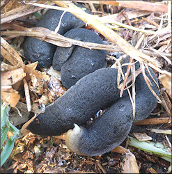 Belocaulus angustipes (Heynemann, 1885) Black-velvet Leatherleaf Mating