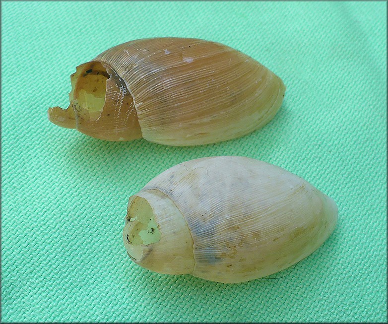 Euglandina rosea (Frussac, 1821) Predator Damage