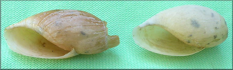 Euglandina rosea (Frussac, 1821) Predator Damage