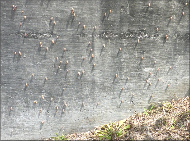 Bulimulus sporadicus On North Main Street At The 20th Street Expressway