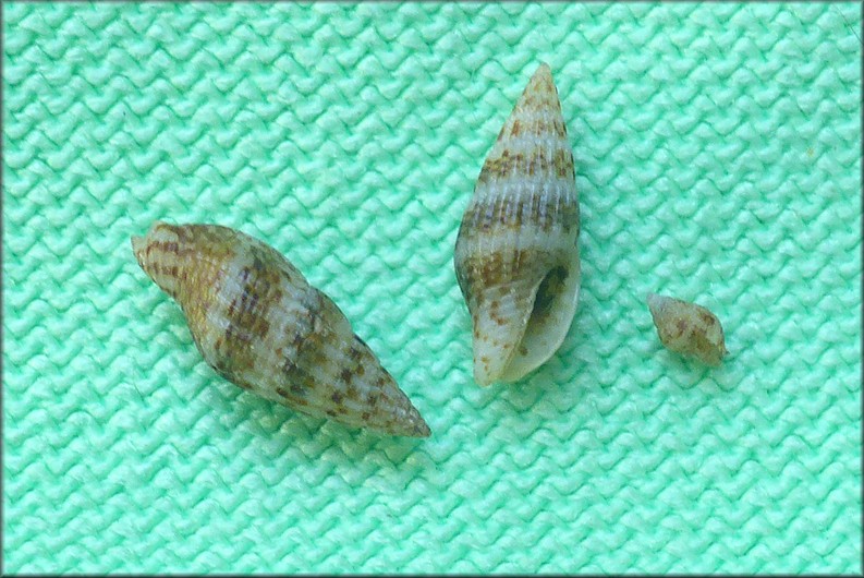 Costoanachis species