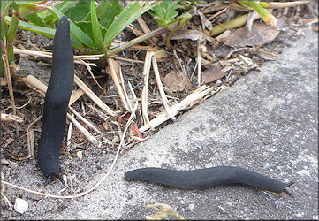 Belocaulus angustipes (Heynemann, 1885) Black-velvet Leatherleaf Along Cortez Road