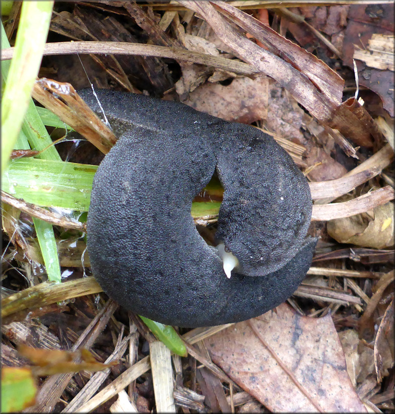 Belocaulus angustipes (Heynemann, 1885) Black-velvet Leatherleaf Mating