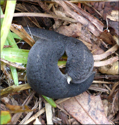 Belocaulus angustipes (Heynemann, 1885) Black-velvet Leatherleaf Mating