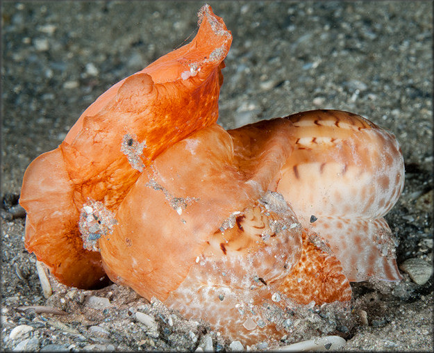 Naticarius canrena (Linnaeus, 1758) Colorful Moonsnail Possible Mating