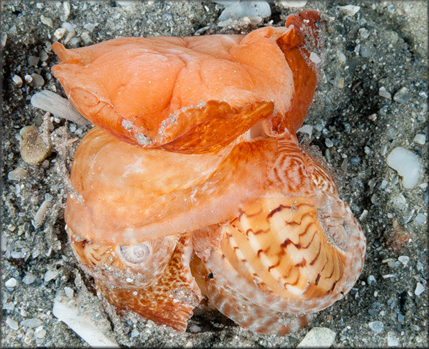 Naticarius canrena (Linnaeus, 1758) Colorful Moonsnail Possible Mating