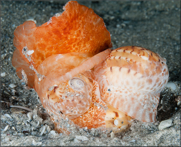 Naticarius canrena (Linnaeus, 1758) Colorful Moonsnail Possible Mating