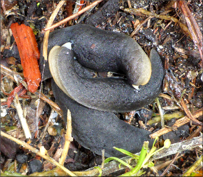 Belocaulus angustipes (Heynemann, 1885) Black-velvet Leatherleaf Mating