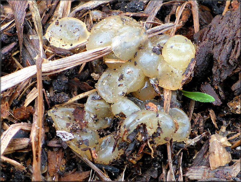 Belocaulus angustipes (Heynemann, 1885) Black-velvet Leatherleaf Eggs