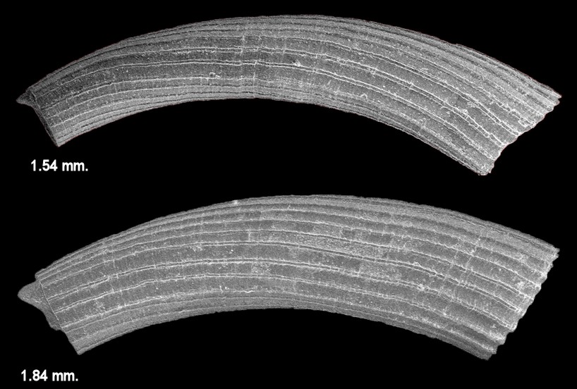 Caecum tortile Dall, 1892 Twisted Caecum