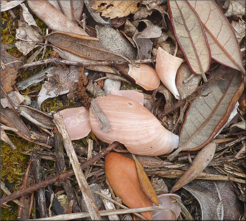 Euglandina rosea (Frussac, 1821) Predator Damage