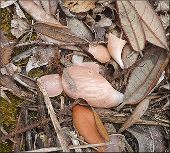 Euglandina rosea (Frussac, 1821) Predator Damage