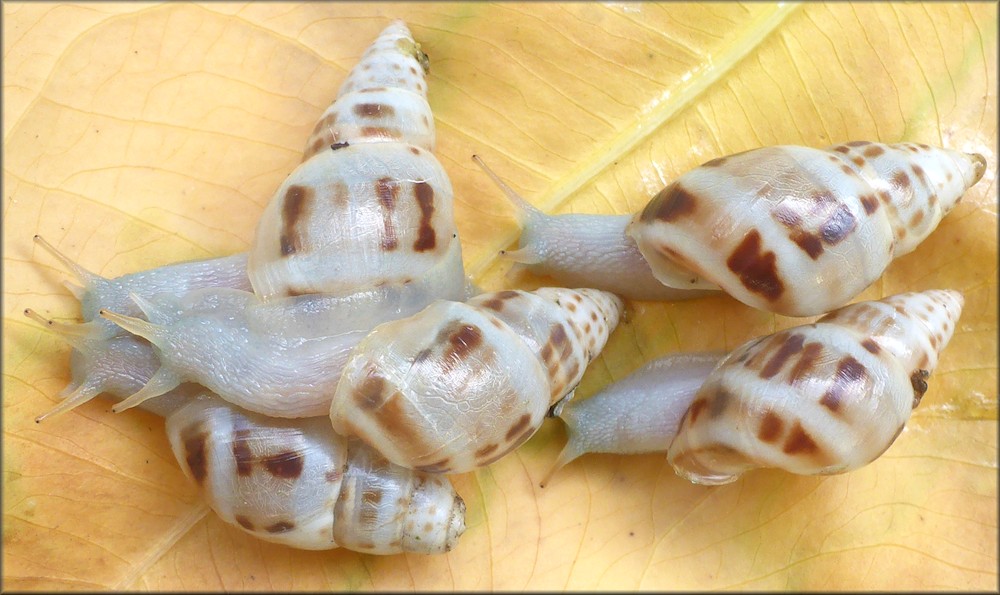 Drymaeus dormani (W. G. Binney, 1857) Manatee Treesnail