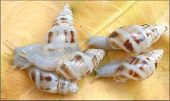 Drymaeus dormani (W. G. Binney, 1857) Manatee Treesnail