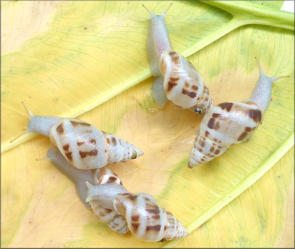 Drymaeus dormani (W. G. Binney, 1857) Manatee Treesnail