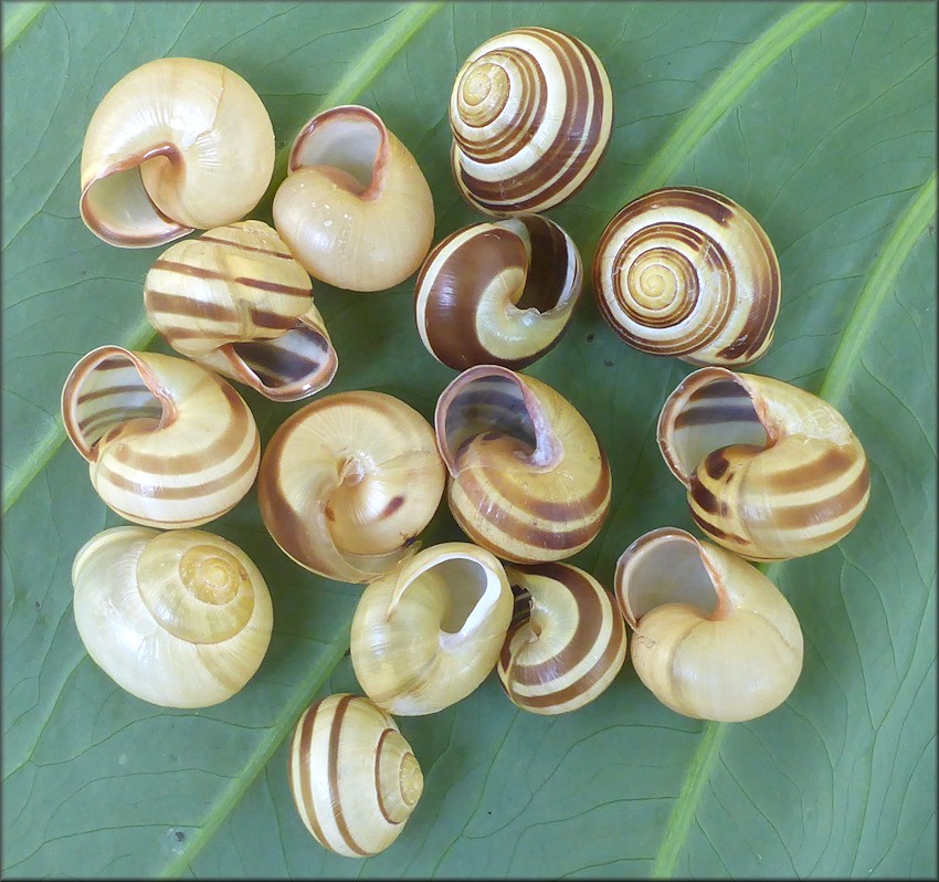 Cepaea nemoralis (Linnaeus, 1758) Grovesnail