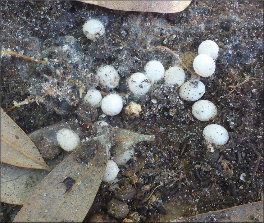 Euglandina rosea (Frussac, 1821) Eggs In The Field