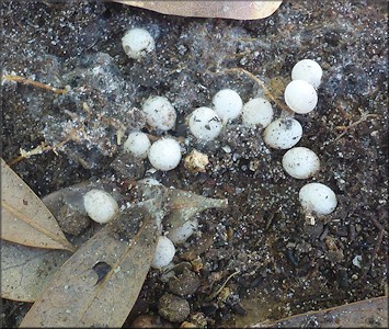 Euglandina rosea (Frussac, 1821) Depositing Eggs In The Field