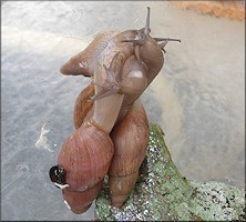 Euglandina rosea (Frussac, 1821) Foreplay/Mating (three specimens)