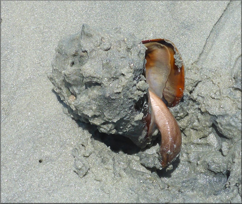 Strombus alatus Gmelin, 1791 Florida Fighting Conch In Situ