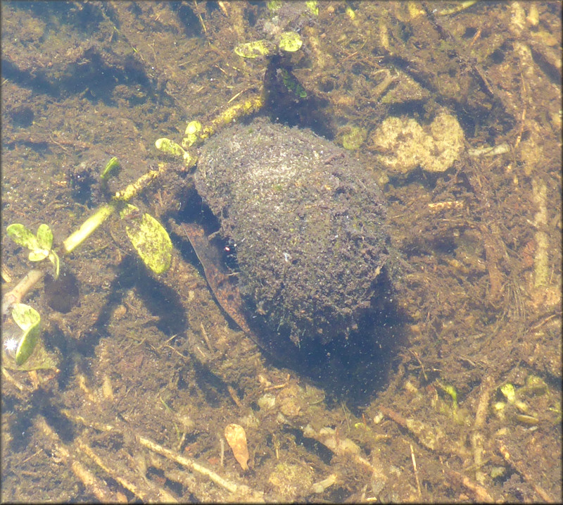 Pomacea diffusa Blume, 1957 Living Animal In Situ