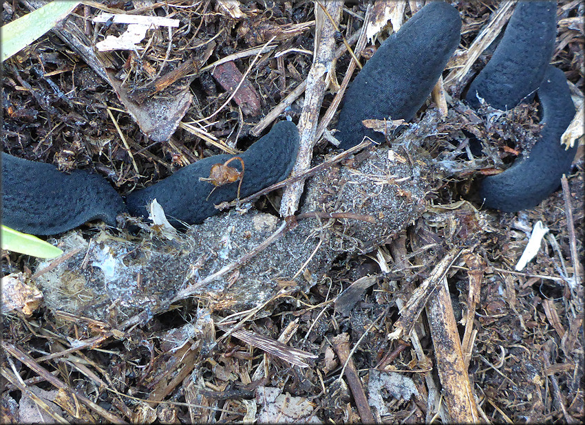 Belocaulus angustipes Black-velvet Leatherleaf Feeding On Animal Feces (probably house cat)