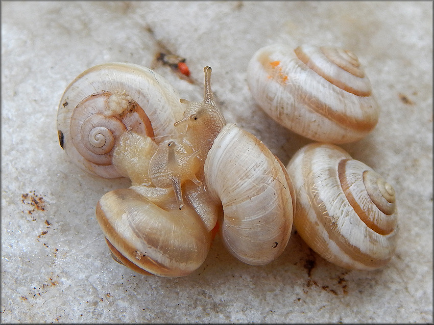 Praticolella mexicana K. Perez, 2011 "Peripatetic Scrubsnail"