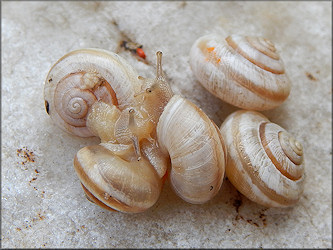 Praticolella mexicana K. Perez, 2011 "Peripatetic Scrubsnail"