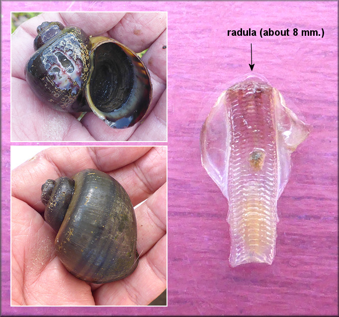 Pomacea diffusa (Blume, 1957) Spiketop Apple Snail Radula