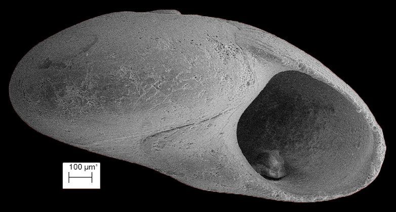 Teinostoma goniogyrus Pilsbry and McGinty, 1945 Angle-whorled Vitrinella