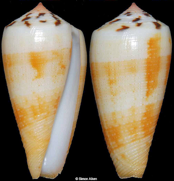 Conus magus Linnaeus, 1758