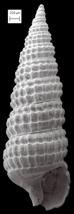 Cerithiopsis maisana Olsson and Harbison, 1953 Fossil