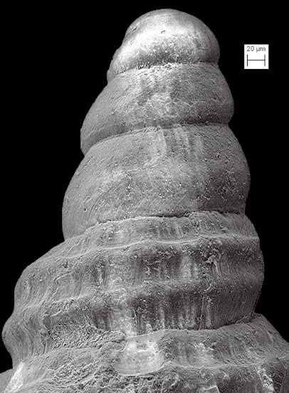 Cerithiopsis maisana Olsson and Harbison, 1953 Fossil