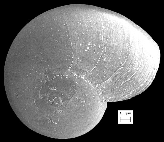  Teinostoma megastoma (C. B. Adams, 1850) Big-mouth Vitrinella