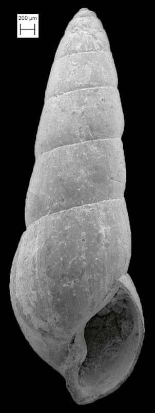 Orinella pliocena (Bartsch, 1955) Fossil
