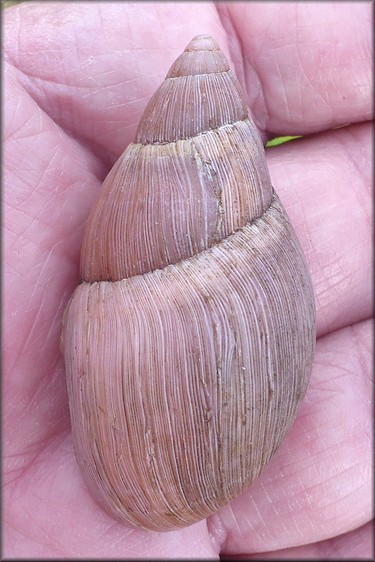 Euglandina rosea (Frussac, 1821) Freak Stubby Shell