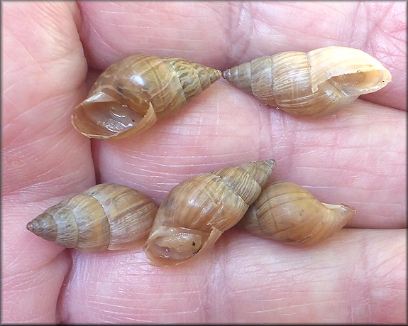 Bulimulus sporadicus On Kernan Boulevard North of Atlantic Boulevard