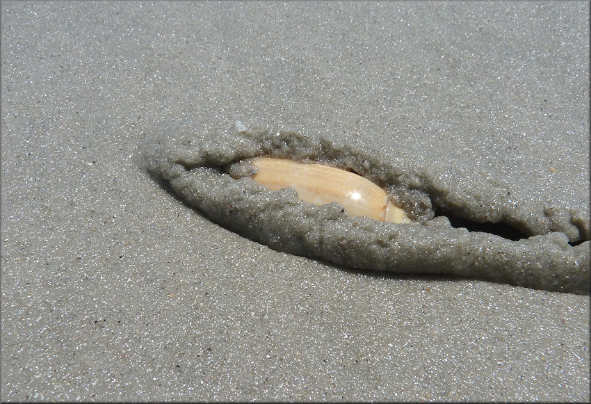 Oliva sayana form citrina Johnson, 1911 "Golden Olive" In Situ