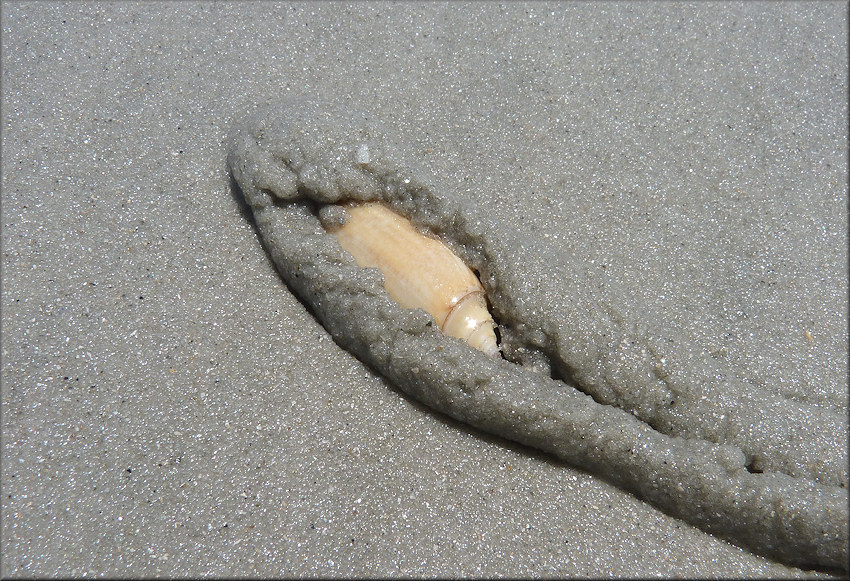 Oliva sayana form citrina Johnson, 1911 "Golden Olive" In Situ