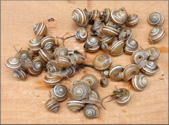 Praticolella griseola (L. Pfeiffer, 1841) Vagrant Scrubsnail