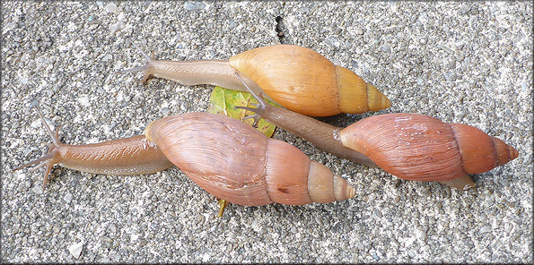 Euglandina rosea (Frussac, 1821) Variability