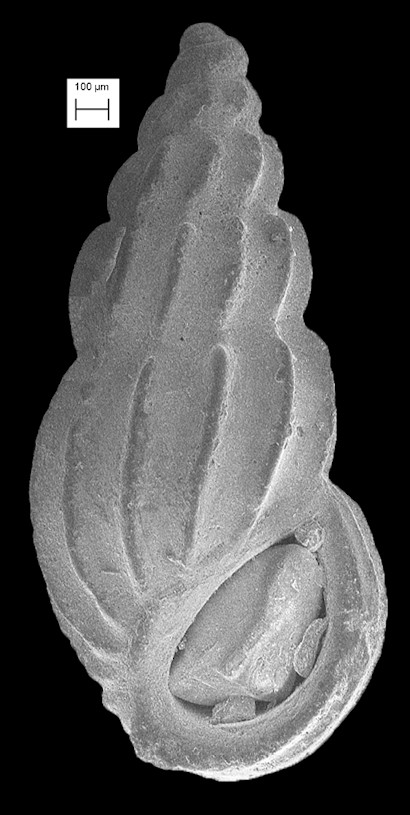 Schwartziella fischeri (Desjardin, 1949)