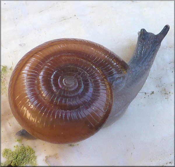 Glyphyalinia sculptilis (Bland, 1858) "Suborb Glyph"