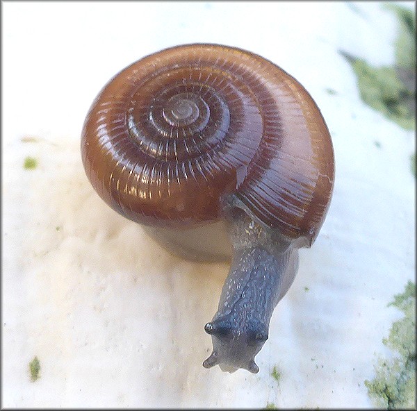 Glyphyalinia sculptilis (Bland, 1858) "Suborb Glyph"