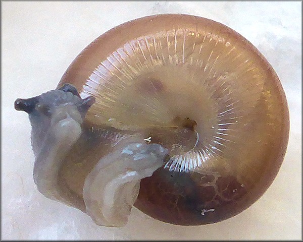 Glyphyalinia sculptilis (Bland, 1858) "Suborb Glyph"