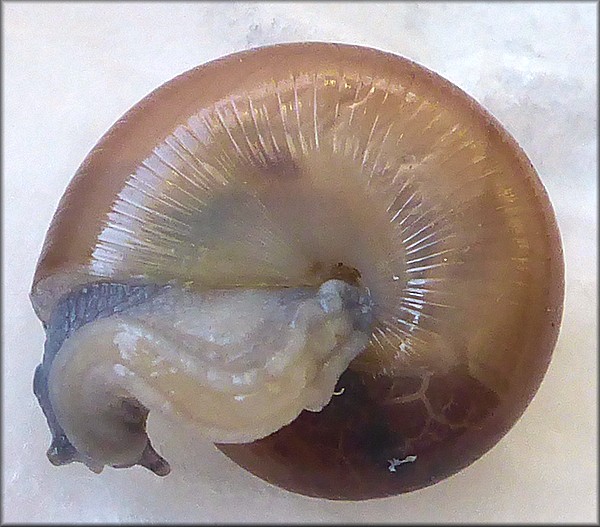 Glyphyalinia sculptilis (Bland, 1858) "Suborb Glyph"