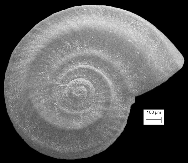 Cyclostremiscus bartschi (Mansfield, 1930)